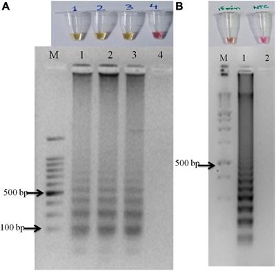 Colorimetric loop-mediated isothermal amplification assay for detection and ecological monitoring of Sarocladium oryzae, an important seed-borne pathogen of rice